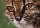 “Estranho”. Novo felino foi descoberto em estrada da Bolívia: O que sabe?