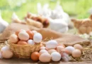 Como saber se o ovo é realmente orgânico e se ele tem mais nutrientes