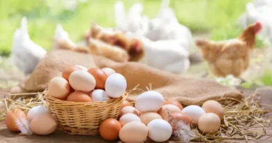 Como saber se o ovo é realmente orgânico e se ele tem mais nutrientes