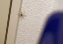Por que aparecem aranhas no quarto e o que fazer para afastá-las