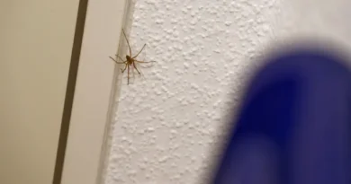 Por que aparecem aranhas no quarto e o que fazer para afastá-las