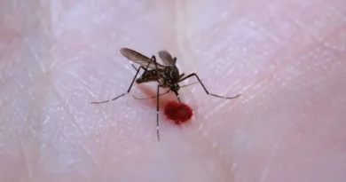 Aedes aegypti: quase metade dos municípios está em alerta ou risco