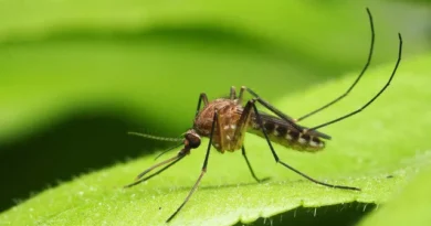 Anvisa libera testes em humanos de vacina brasileira contra malária