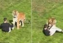Homem morre ao entrar em jaula de tigre em zoológico; imagens chocam