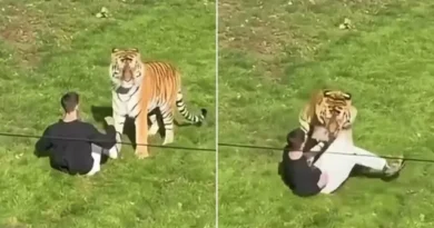 Homem morre ao entrar em jaula de tigre em zoológico; imagens chocam