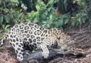 Biólogo regista o momento em que onça-pintada ataca jacaré no Pantanal