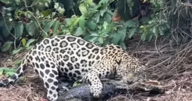 Biólogo regista o momento em que onça-pintada ataca jacaré no Pantanal
